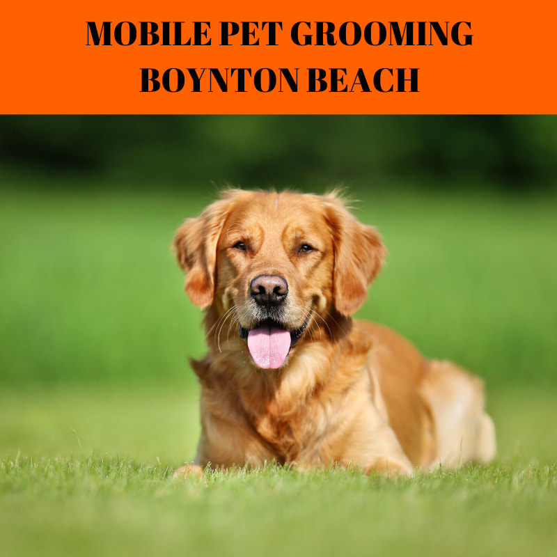 Mobile Pet Grooming Boynton Beach